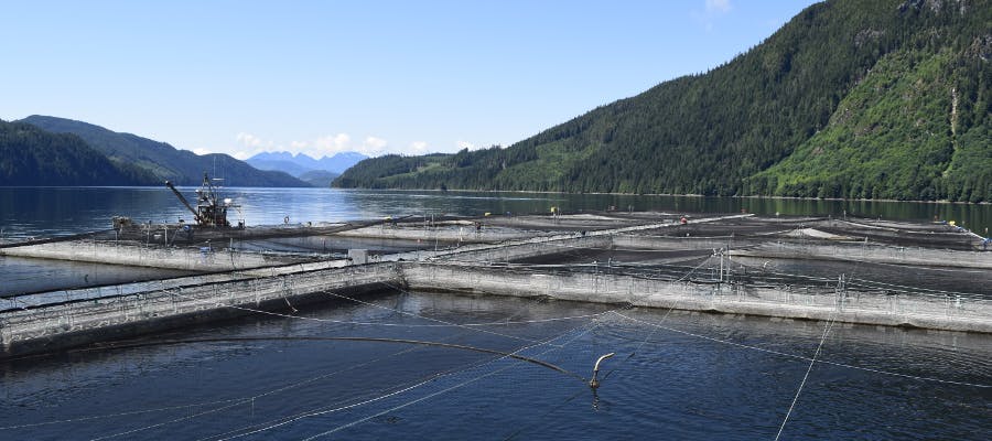 Driving Growth and Sustainability: American Aquaculture in review