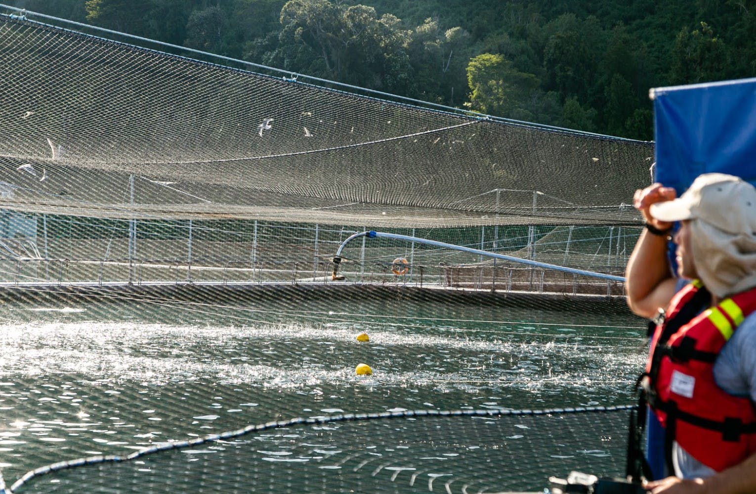 Man standing on deck looking over fish farm 