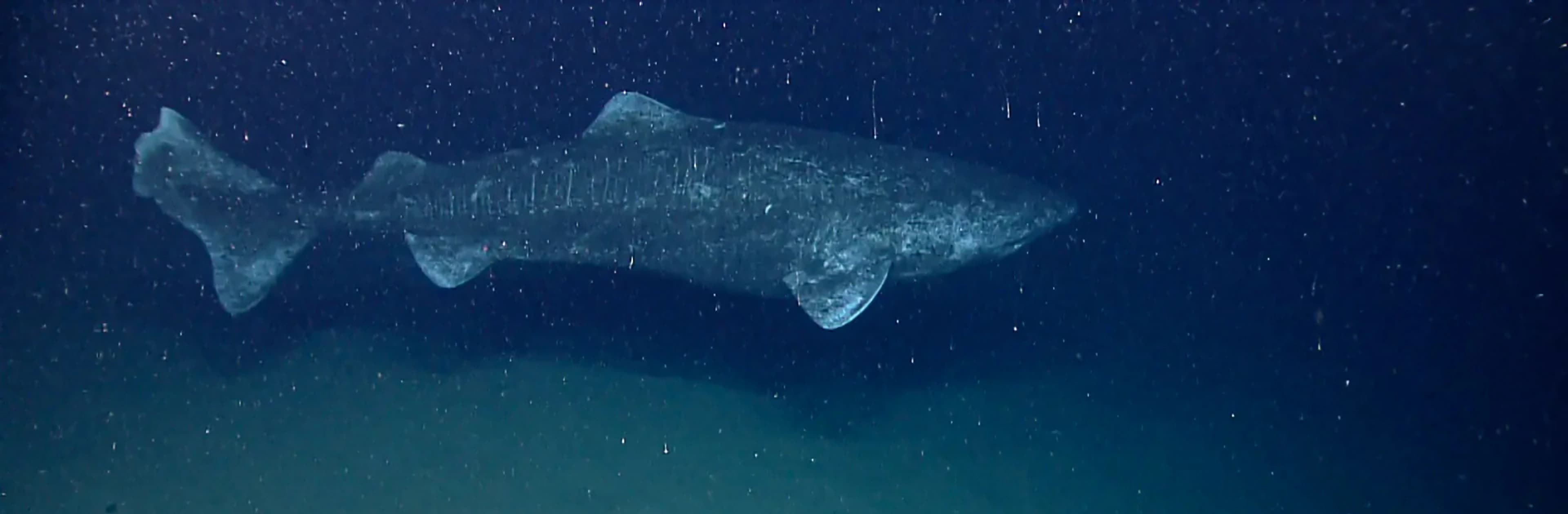 greenland-shark-underwater-rov-inspection-Antarctic