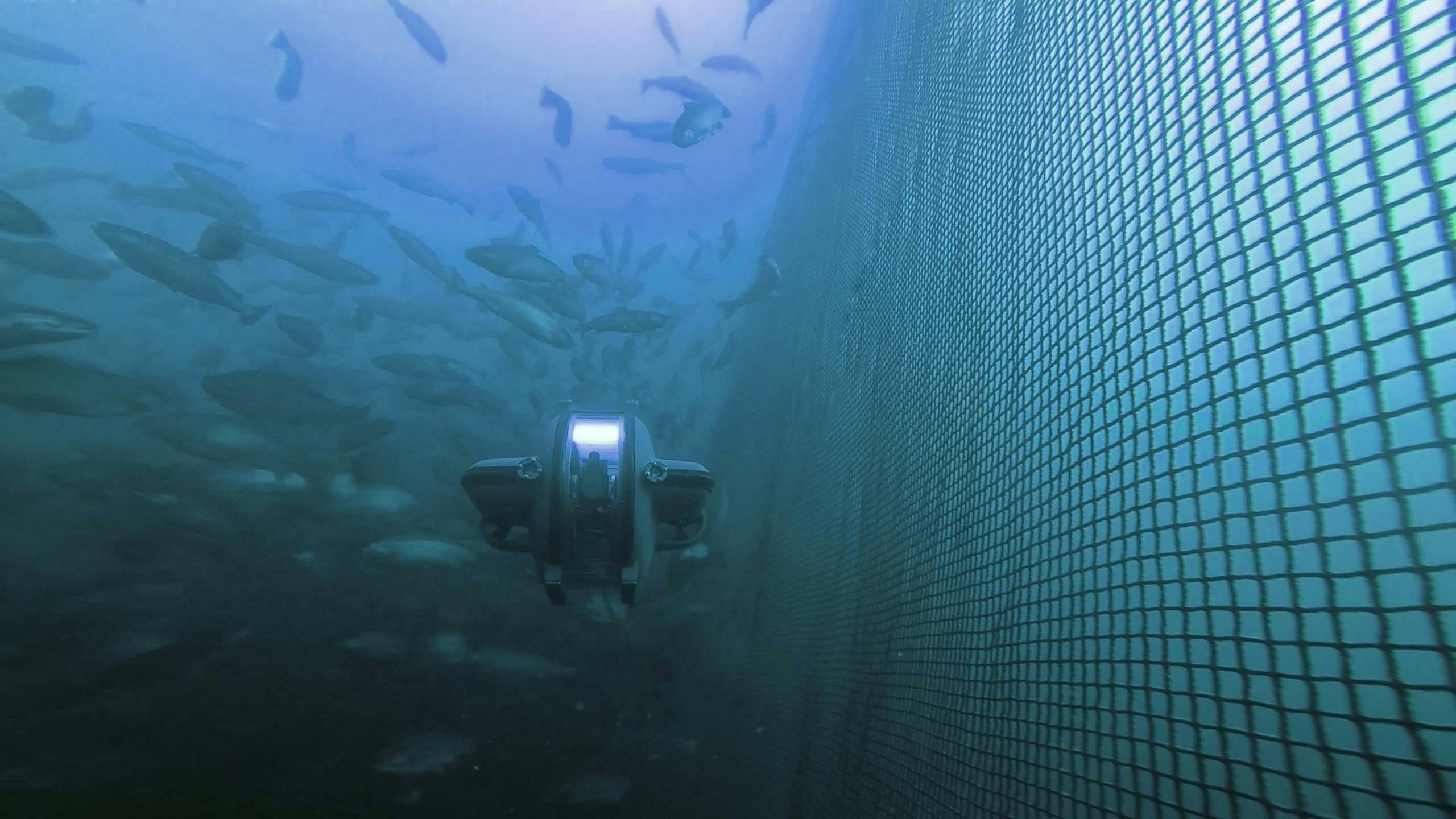 Deep Trekker DTG3 ROV driving underwater along net in aquaculture pen