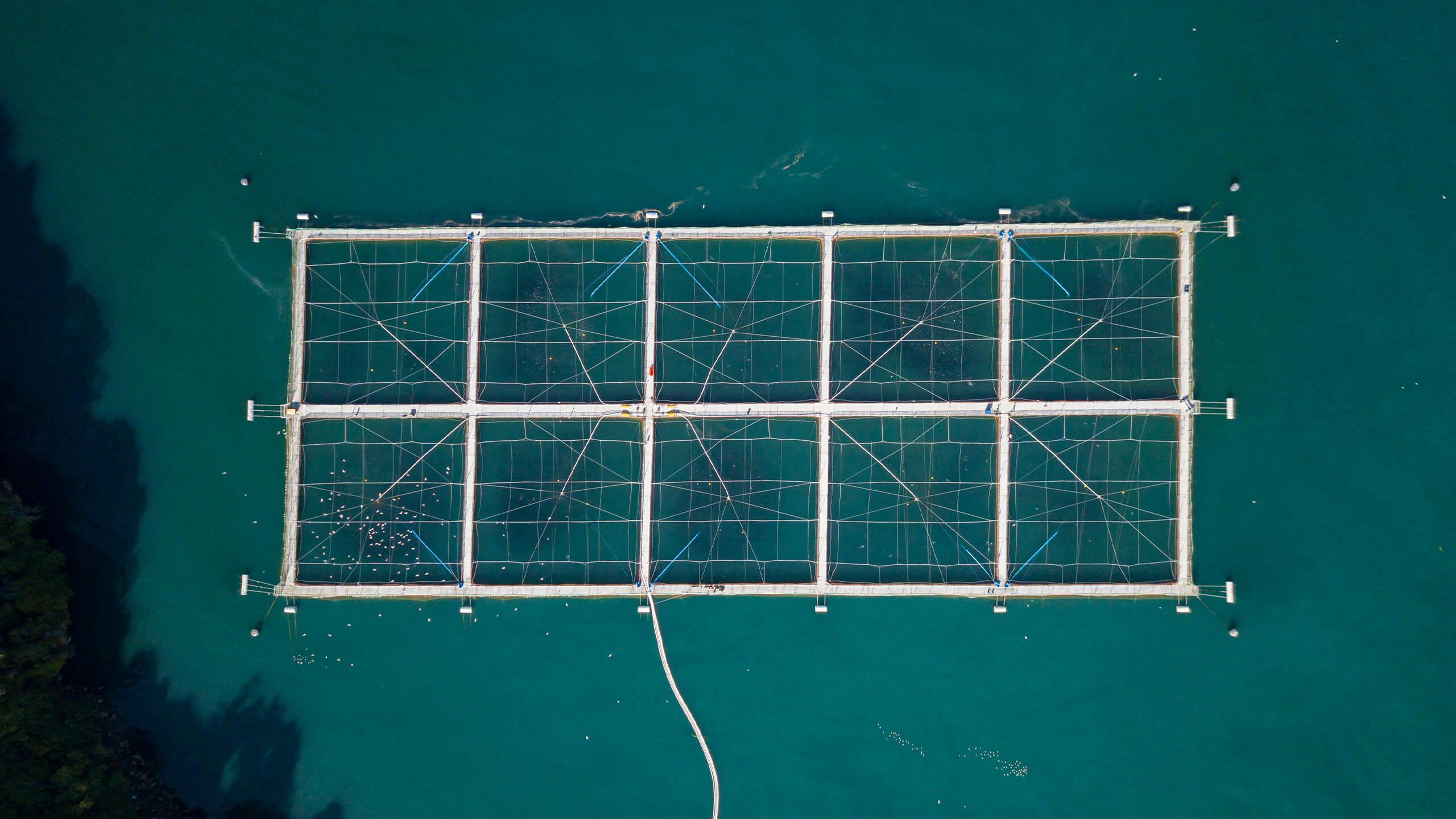 Aquaculture nets in Chile as viewed from above by drone. 