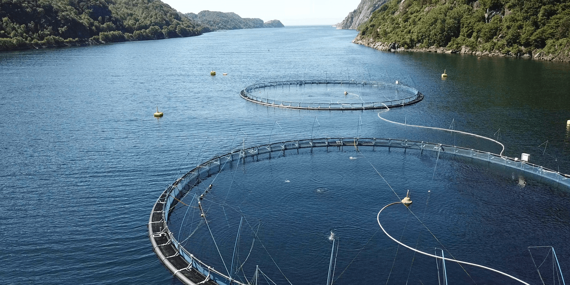 Offshore aquaculture fish farm cages
