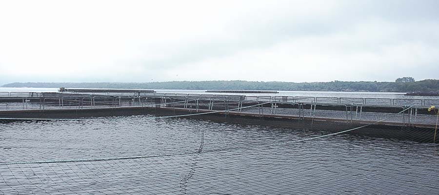 canadian aquaculture salmon farm