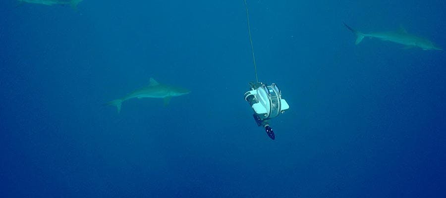 deep-trekker-world-oceans-day-rov-sharks