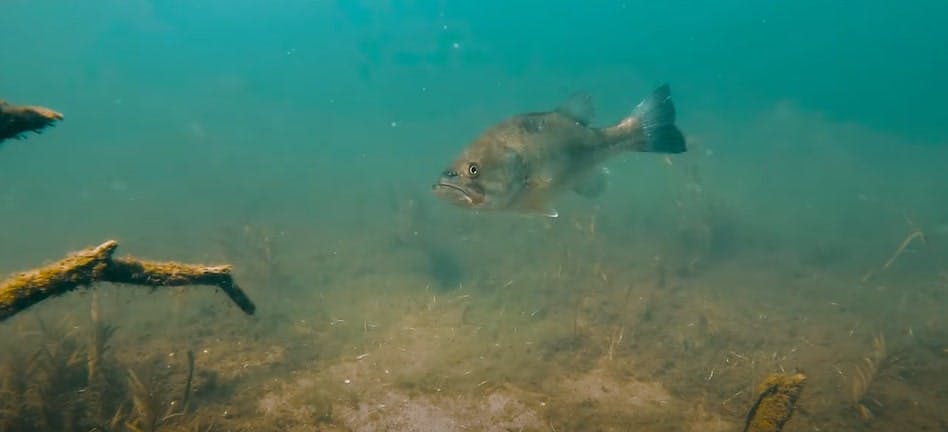 Underwater photo of bass fish swimming above mossy lake bed 