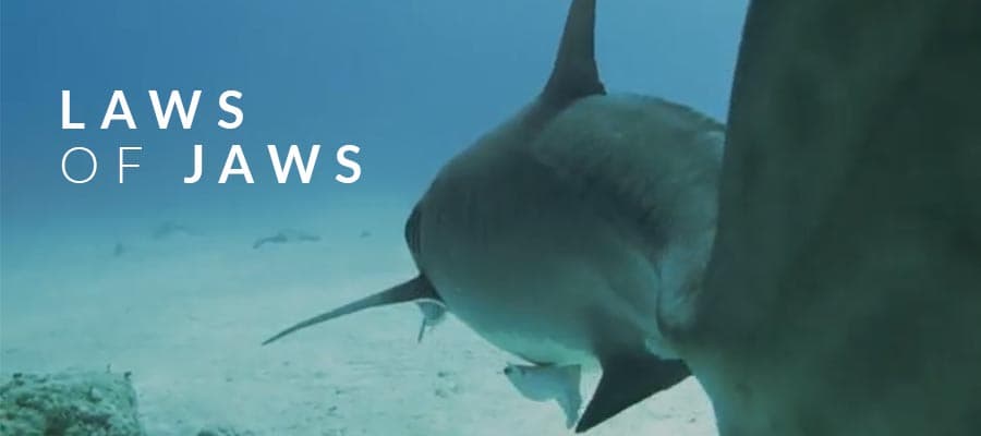 shark-week-deep-trekker-underwater-drone-rov-laws-jaws