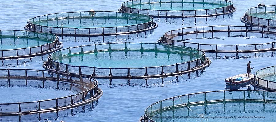 aquaculture fish farm;