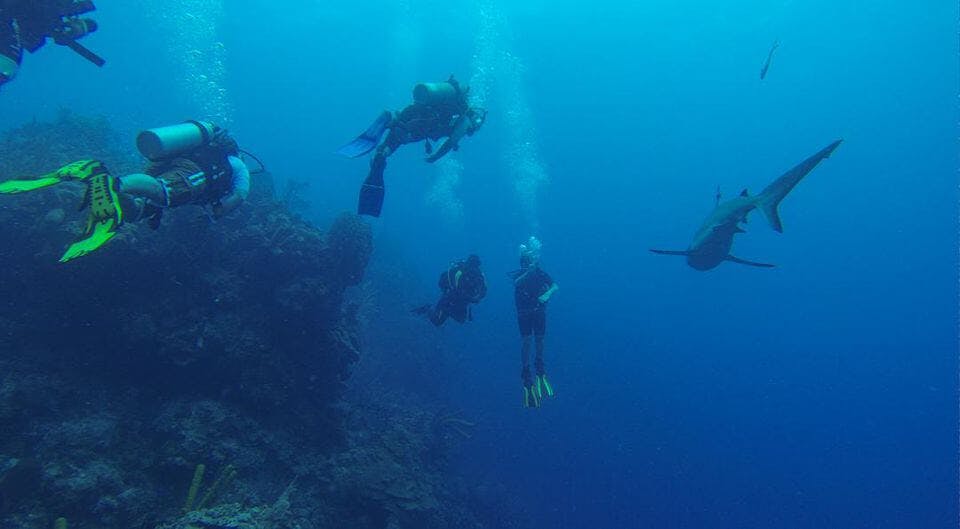 Group of Divers Next to a Shark