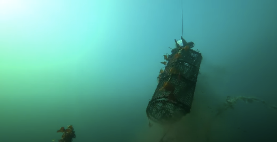 Deep Trekker DTG3 ROV swims underwater in blue ocean pulling up an abandoned crap trap with it's grabber arm. 