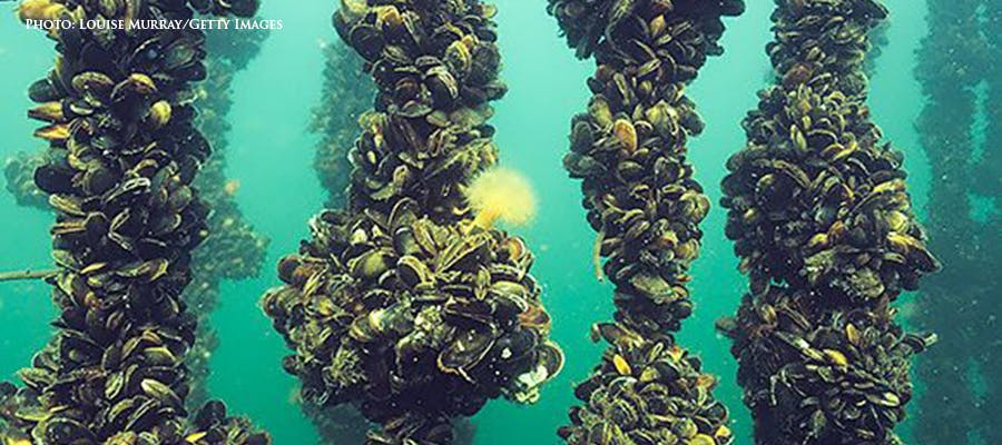 mussel farming-aquaculture