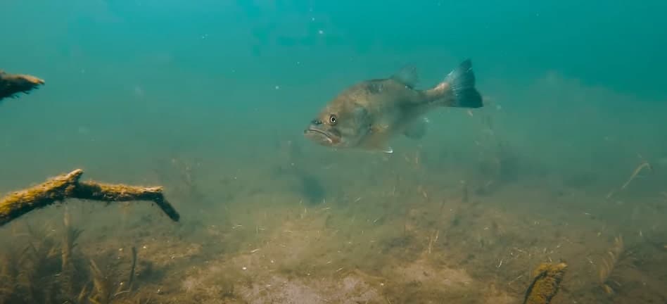 Great Lake Invasive Species: The Goby Fish