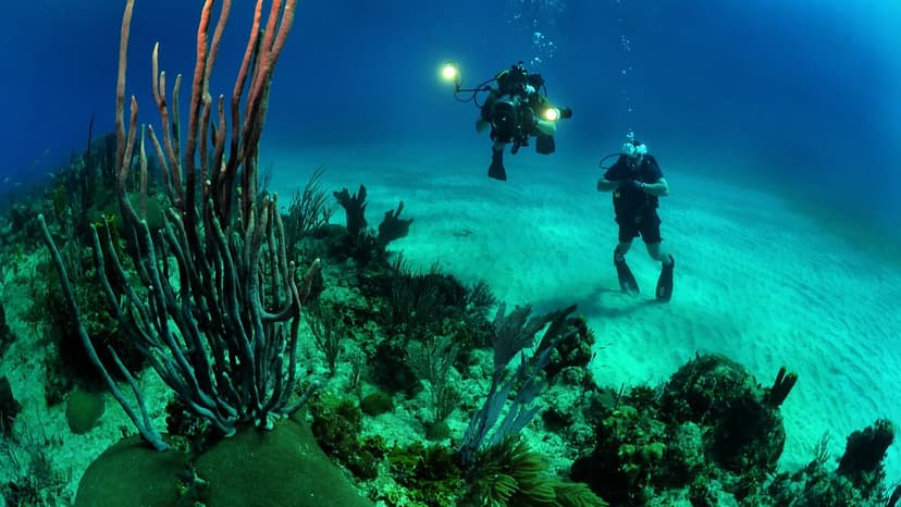 Two Rov Dives ROV Buying Guide | Everything You Need to Know Before You Buy